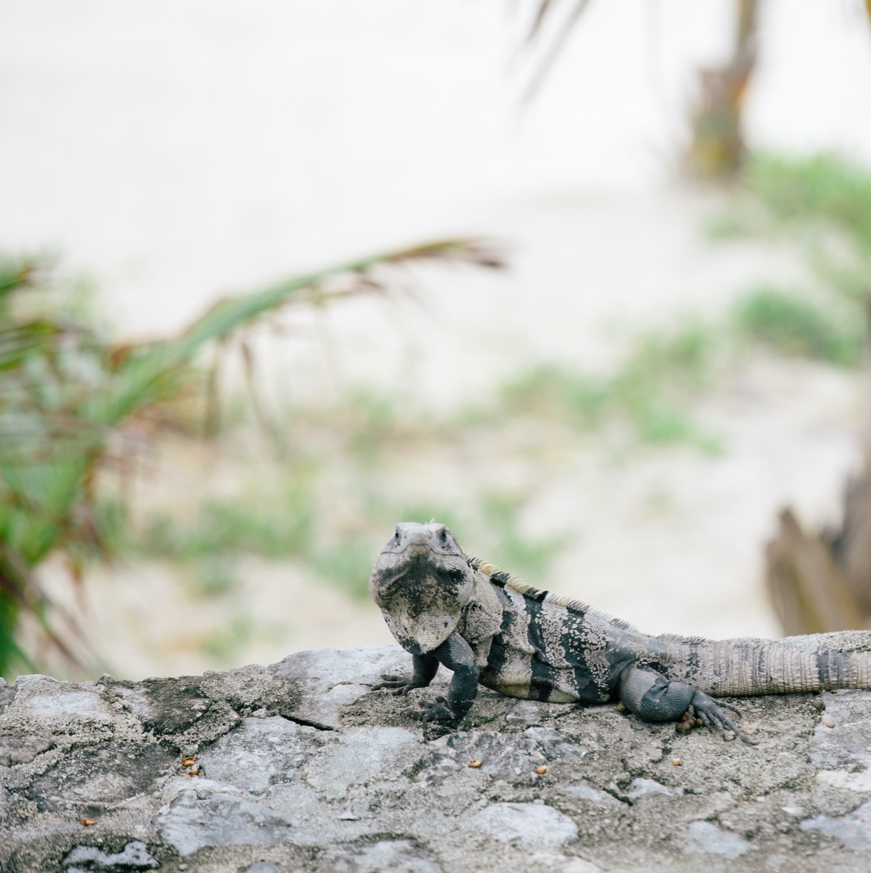 Sustainable Hotel Papaya Playa 02