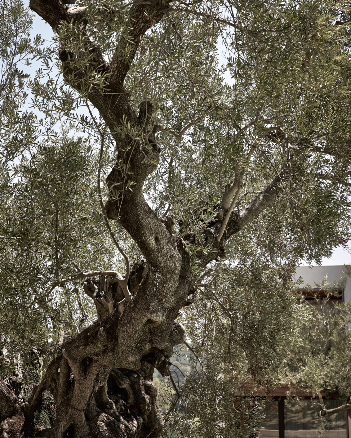 19 Best Of Pools Olea All Suite Hotel Olive Tree