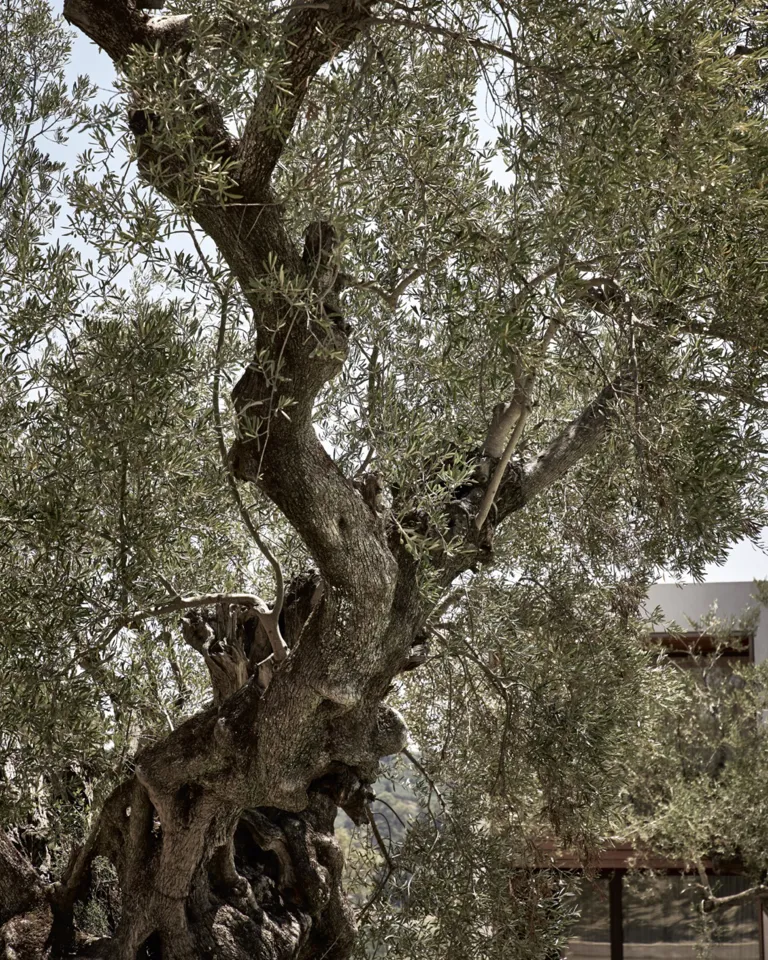 19 Best Of Pools Olea All Suite Hotel Olive Tree