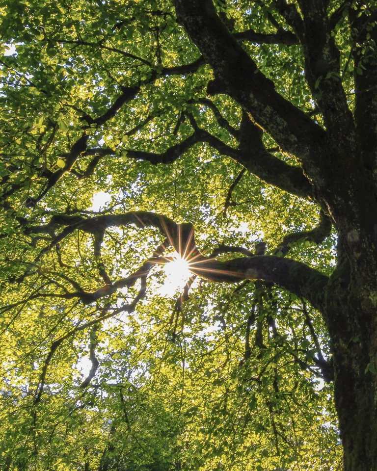 Hotel La Semilla Theme Box 01 Sustainability