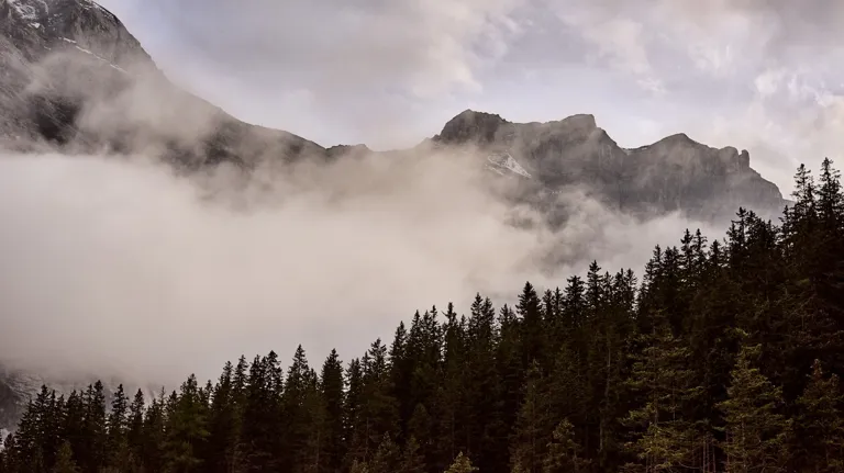 13 The Cambrian Mushroom Foraging