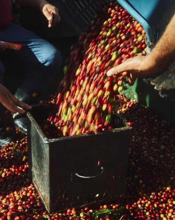 DH Directions 2026 Costa Rica Teaser