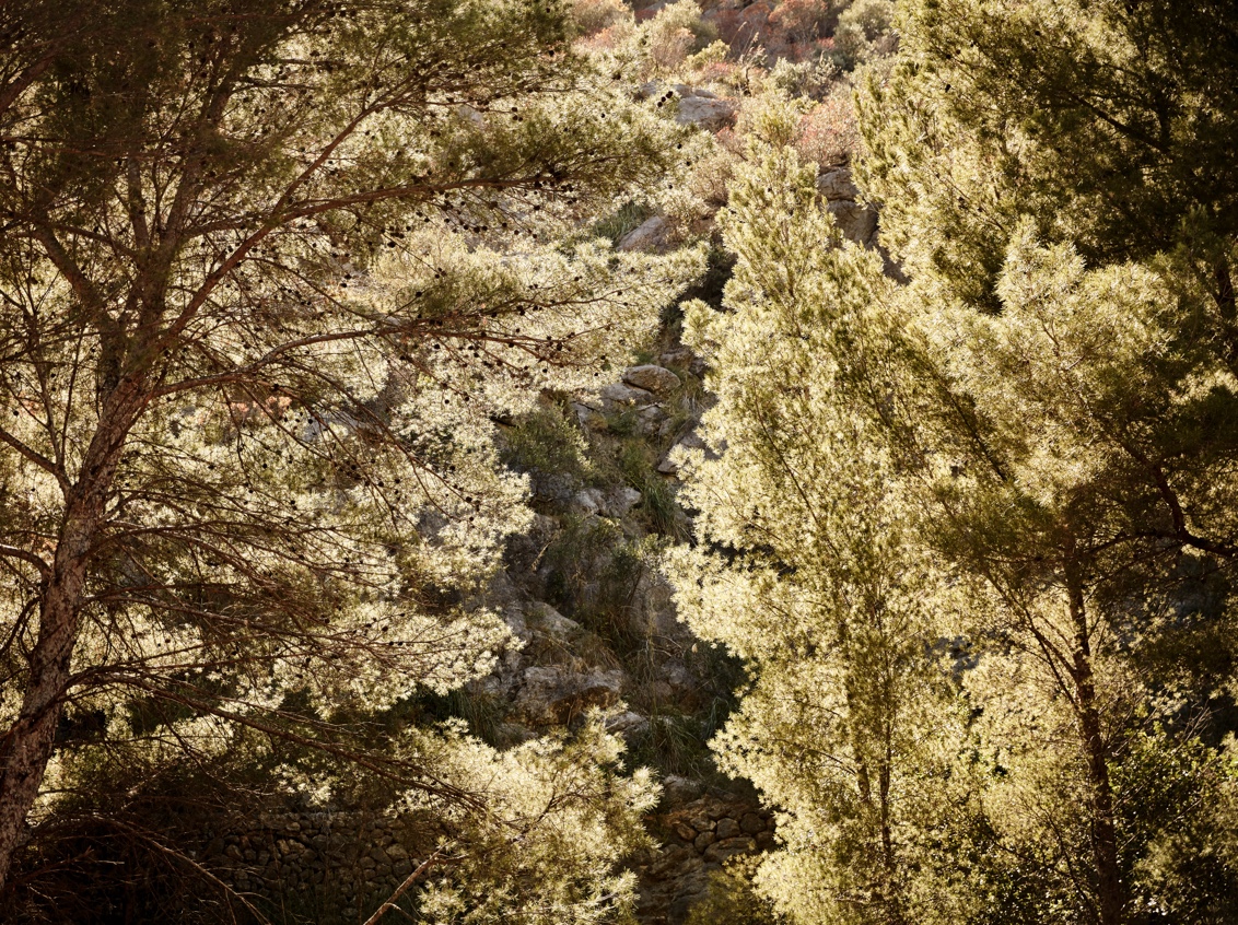 20 Culture Blogpost Fall Foliage