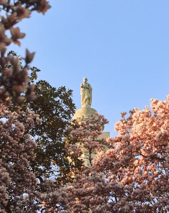 JS Cherry Blossoms (1)