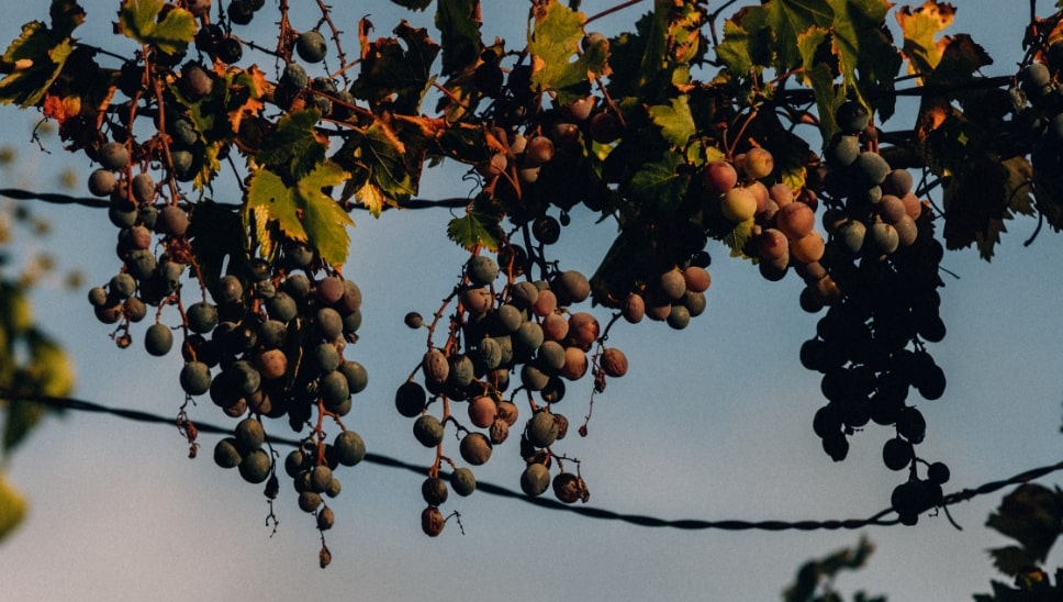 DH22 Culture Journal DHB22 Minos Image 06