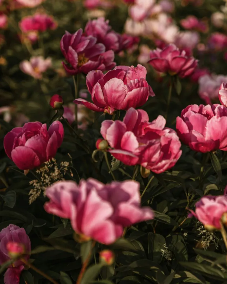 09 DH Flower Hot Spots In Spring France Peonies