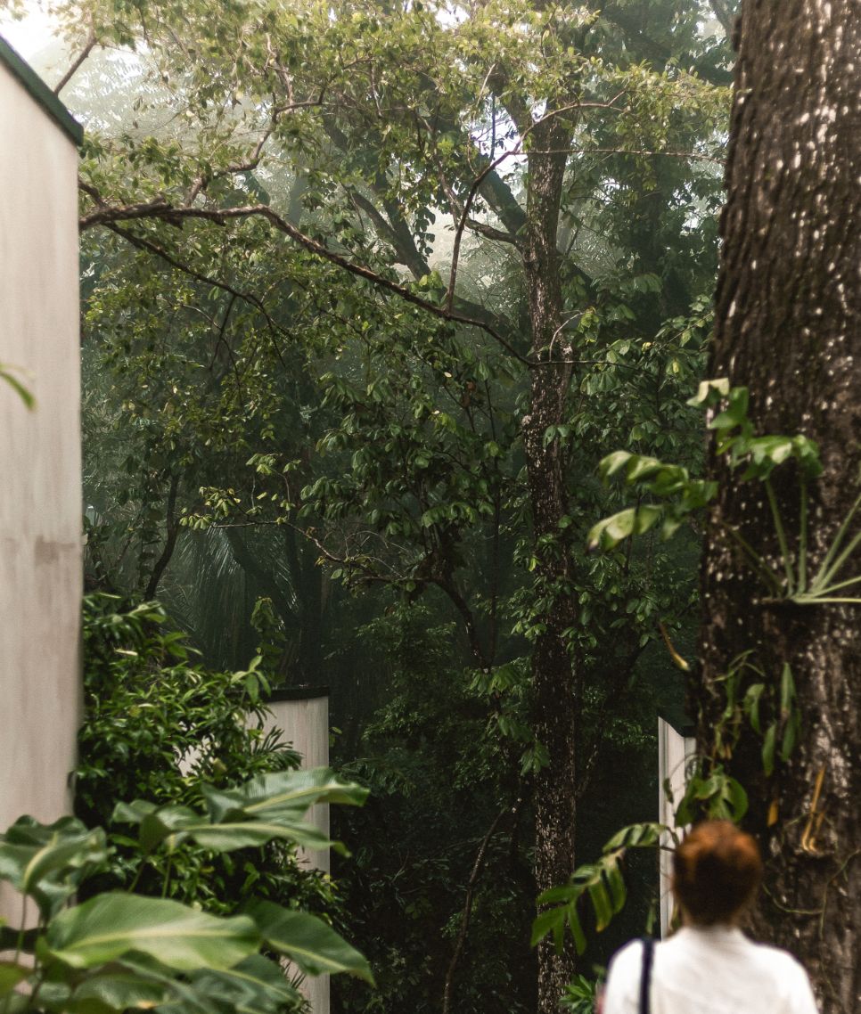 02 Sneak Peak Esh Hotel Jungle View