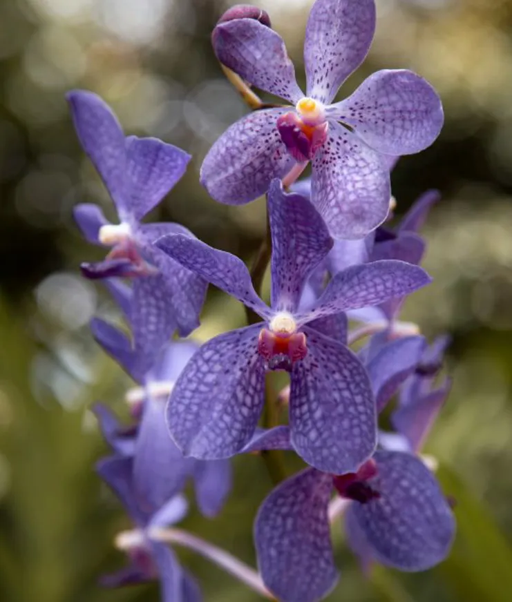 12 DH Flower Hot Spots In Spring Thailand Orchids