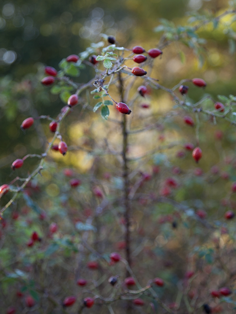 Destination Switzerland Plants 09 3