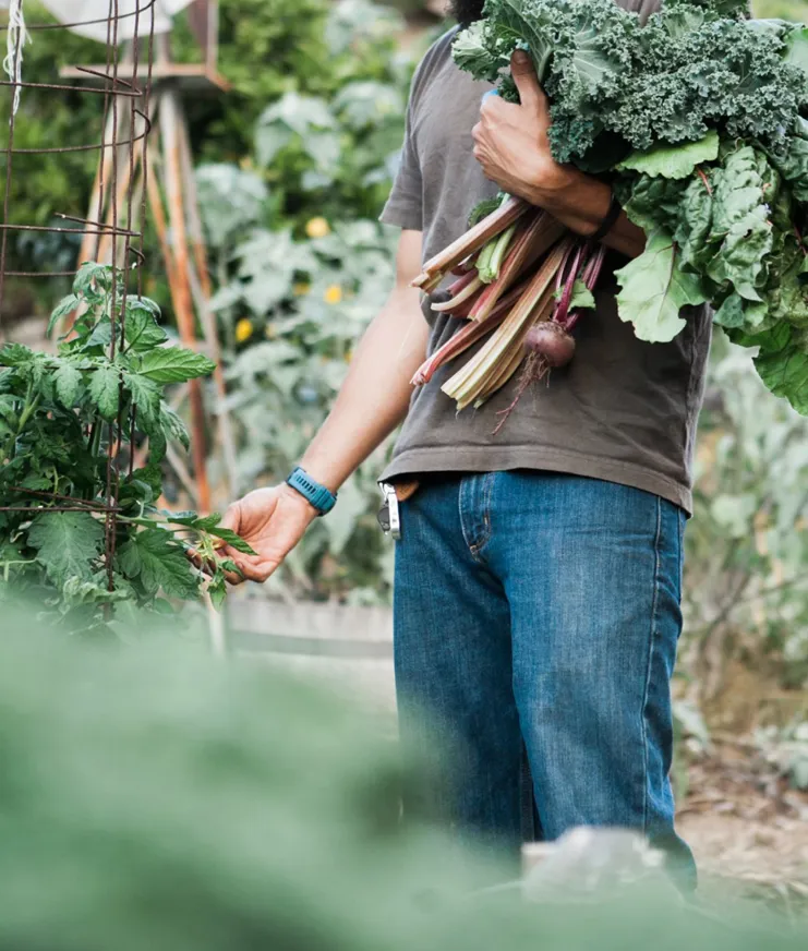 Kale And Tomatoes Guy