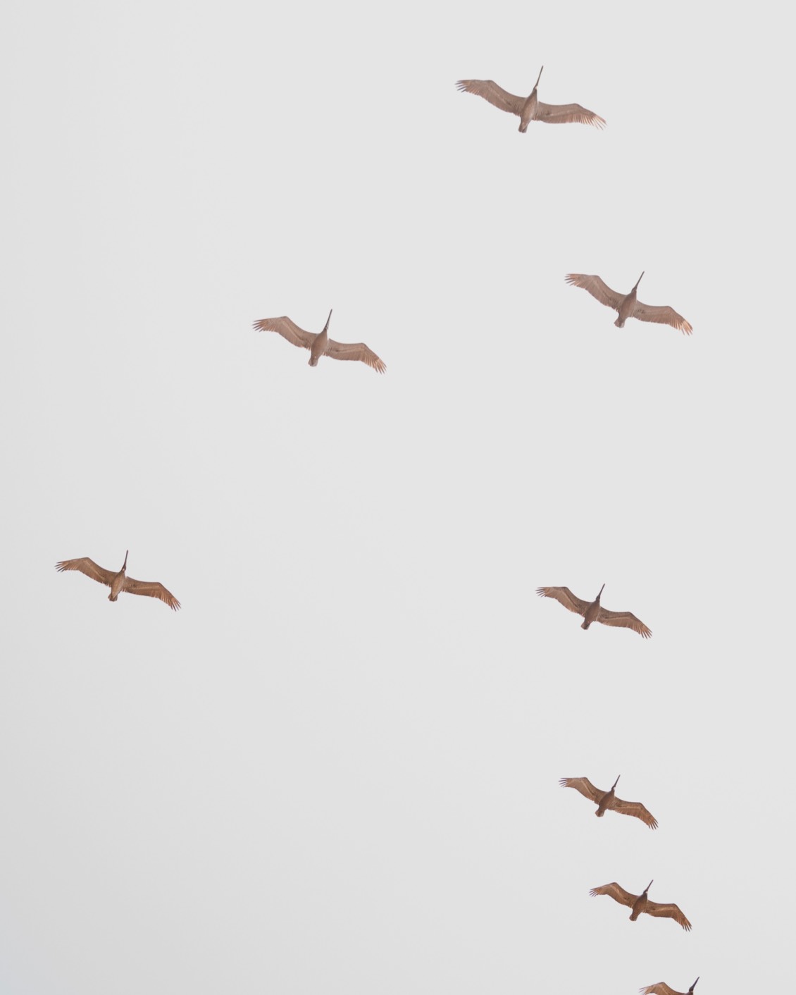 Steve Sacks Quote Birds