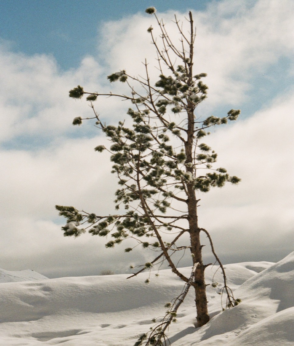Skiing Niches Georgia Tree