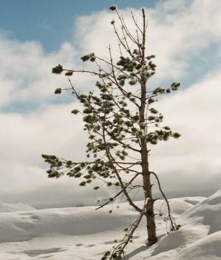 Skiing Niches Georgia Tree