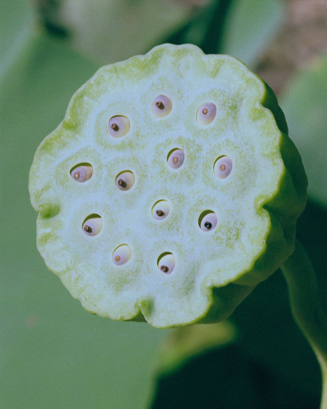 DH Culture BP Arianna Lago 05