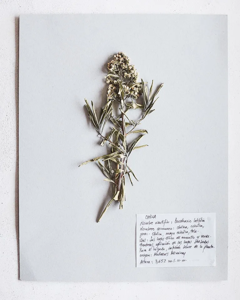 Pachamama's Land Part III 008