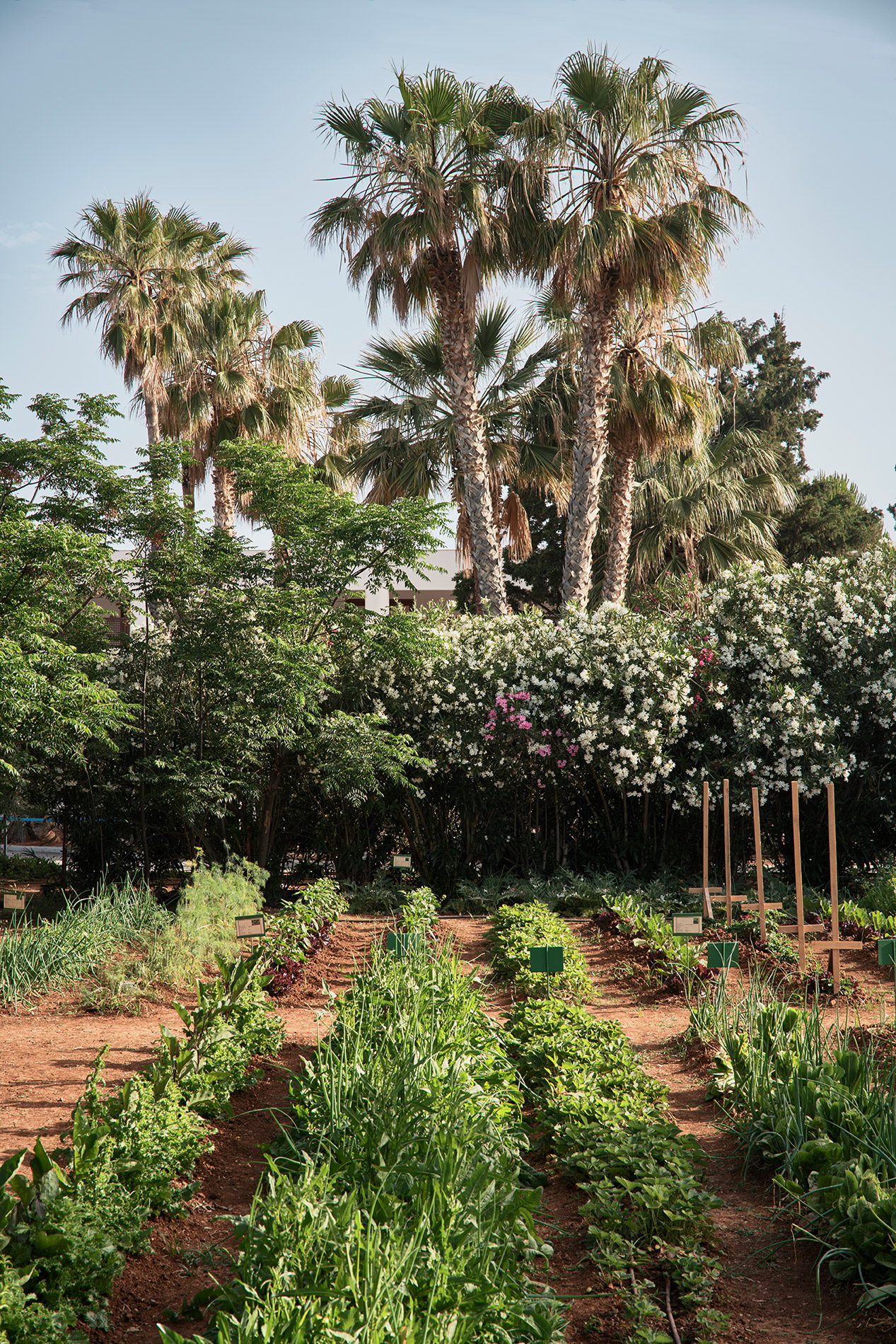 G 20 Phaea Cretan Malia