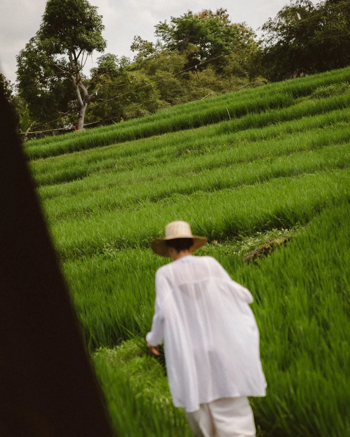 07 Sneak Peak Magia De Uma Rice Fields