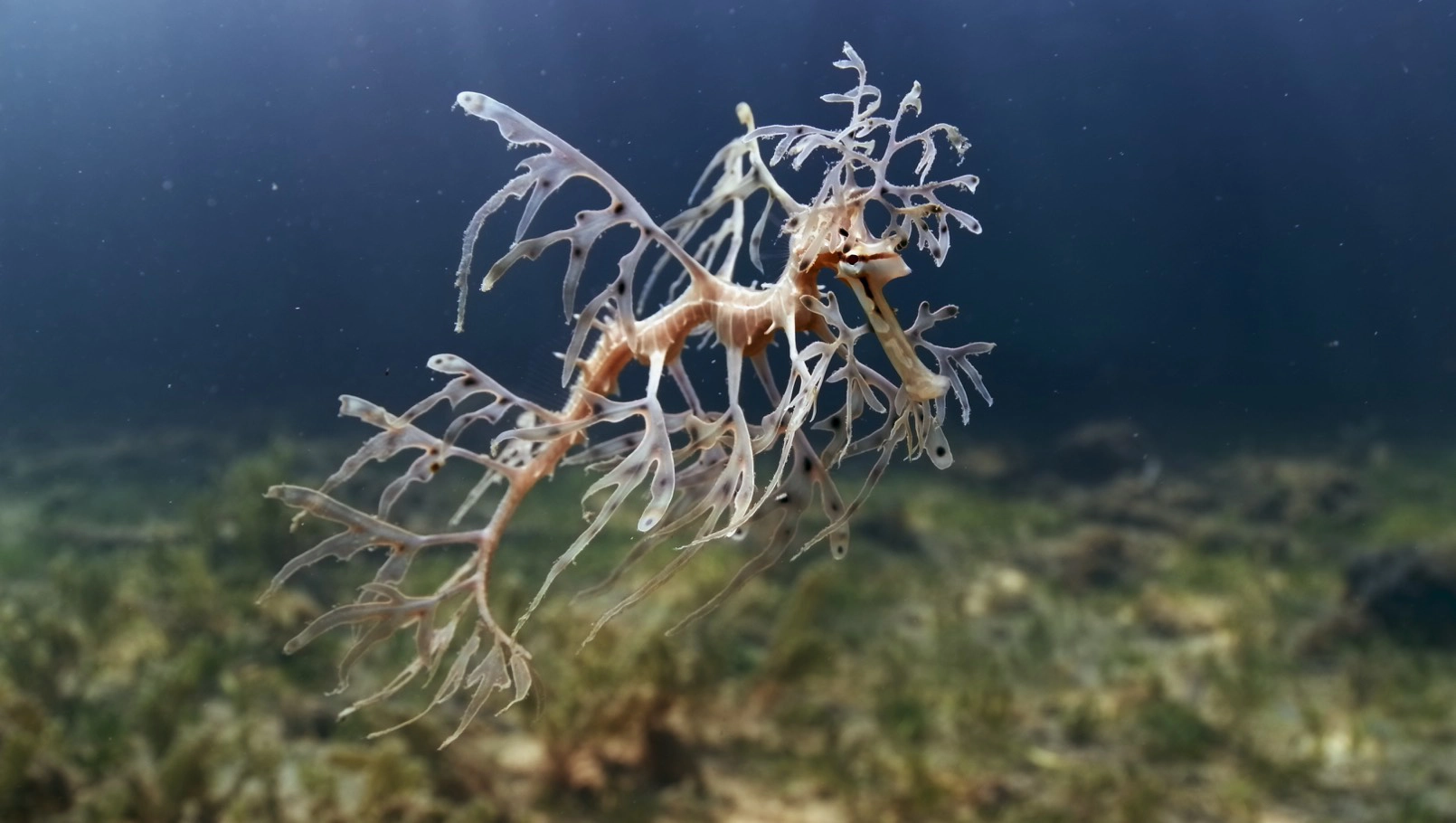 DH Journal Winners Oceanic Short Film Festival Dragon Story