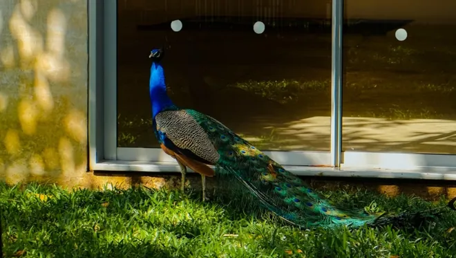 MBO La Maison Palmier Image 08
