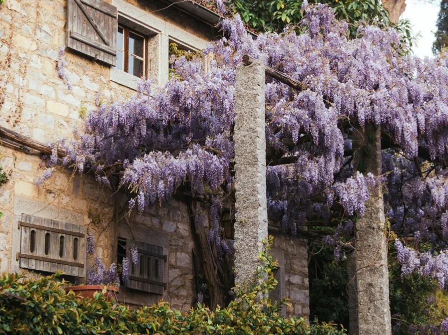 01 DH Flower Hot Spots In Spring KV