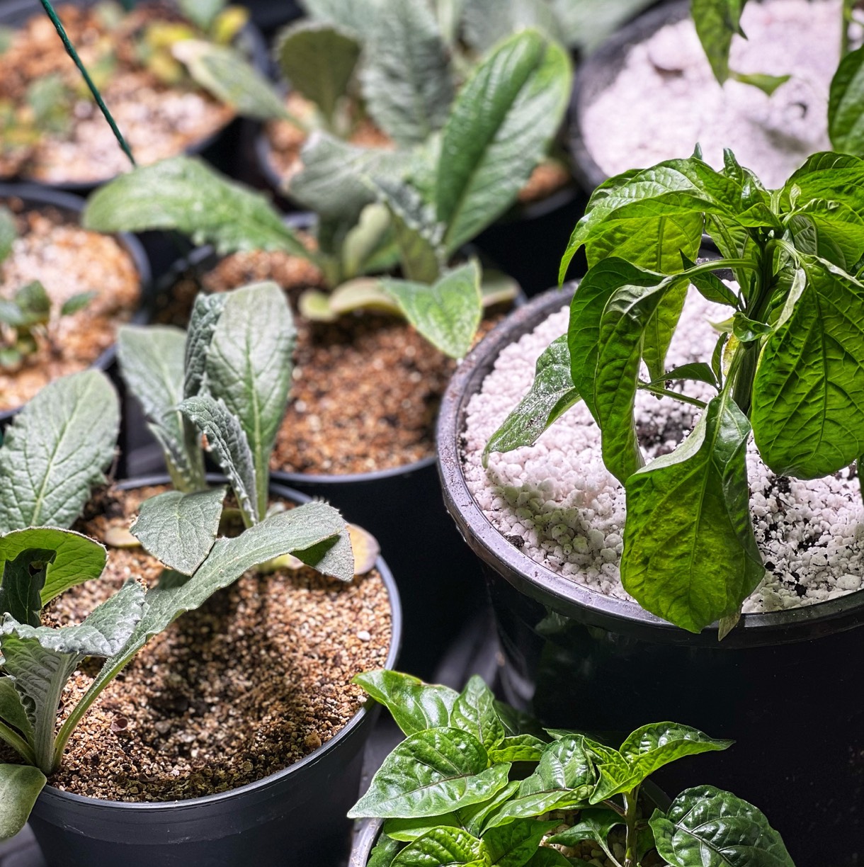 Conscious Eye Blique 01