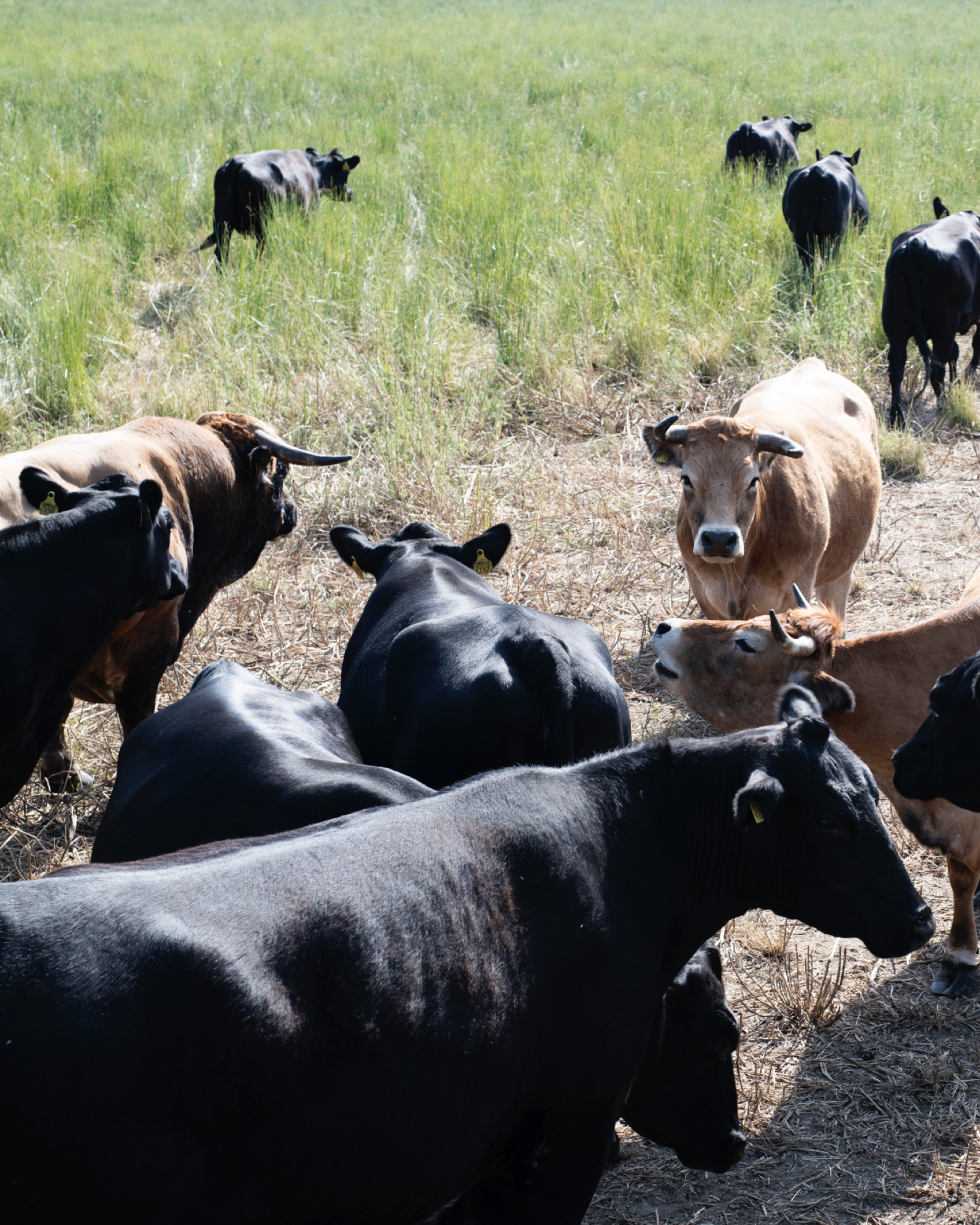 002 Biodynamics Vineyards Cattle
