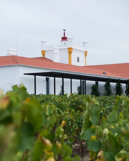 17 Culture Blogpost Sweet Tooth