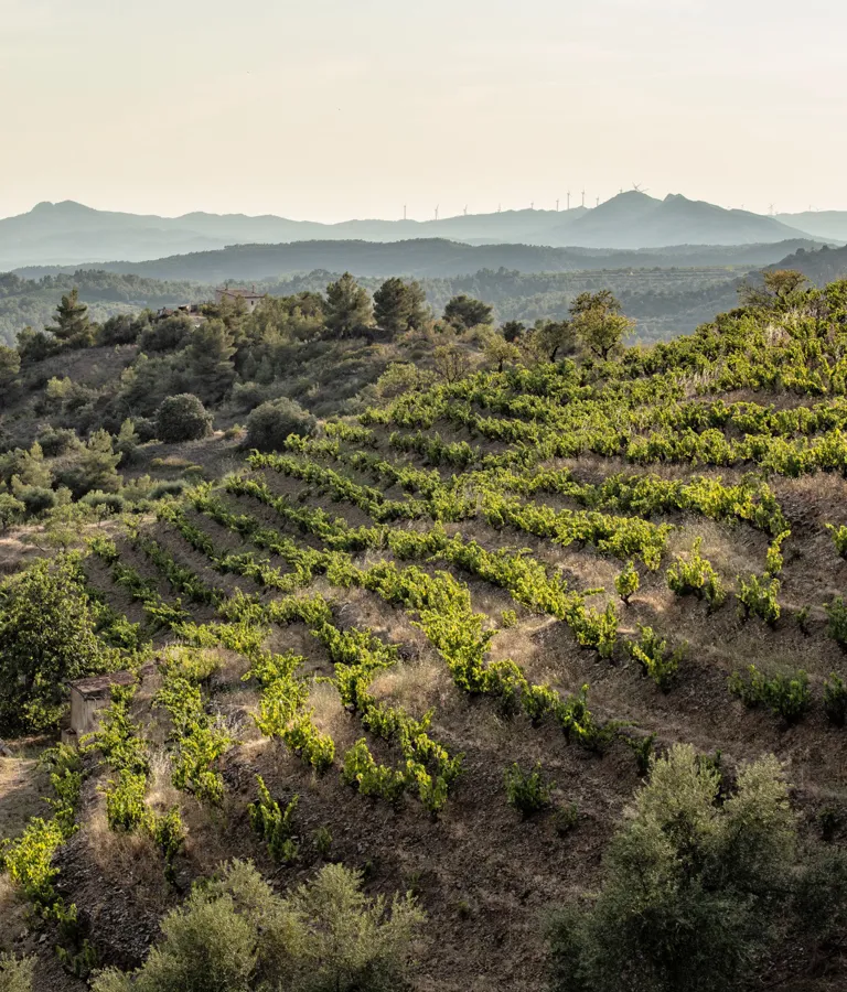 Ora Priorat Vine House Theme Box 01 Destination (1)