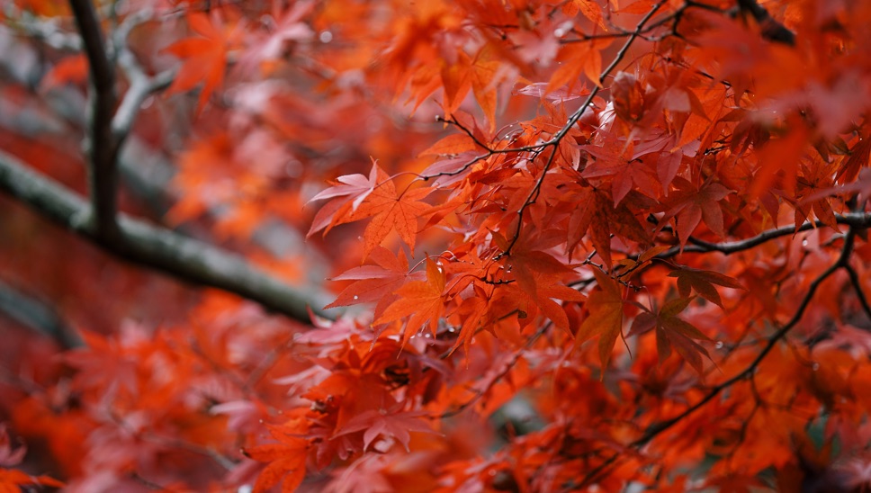 DH Japan Bullet Train 05