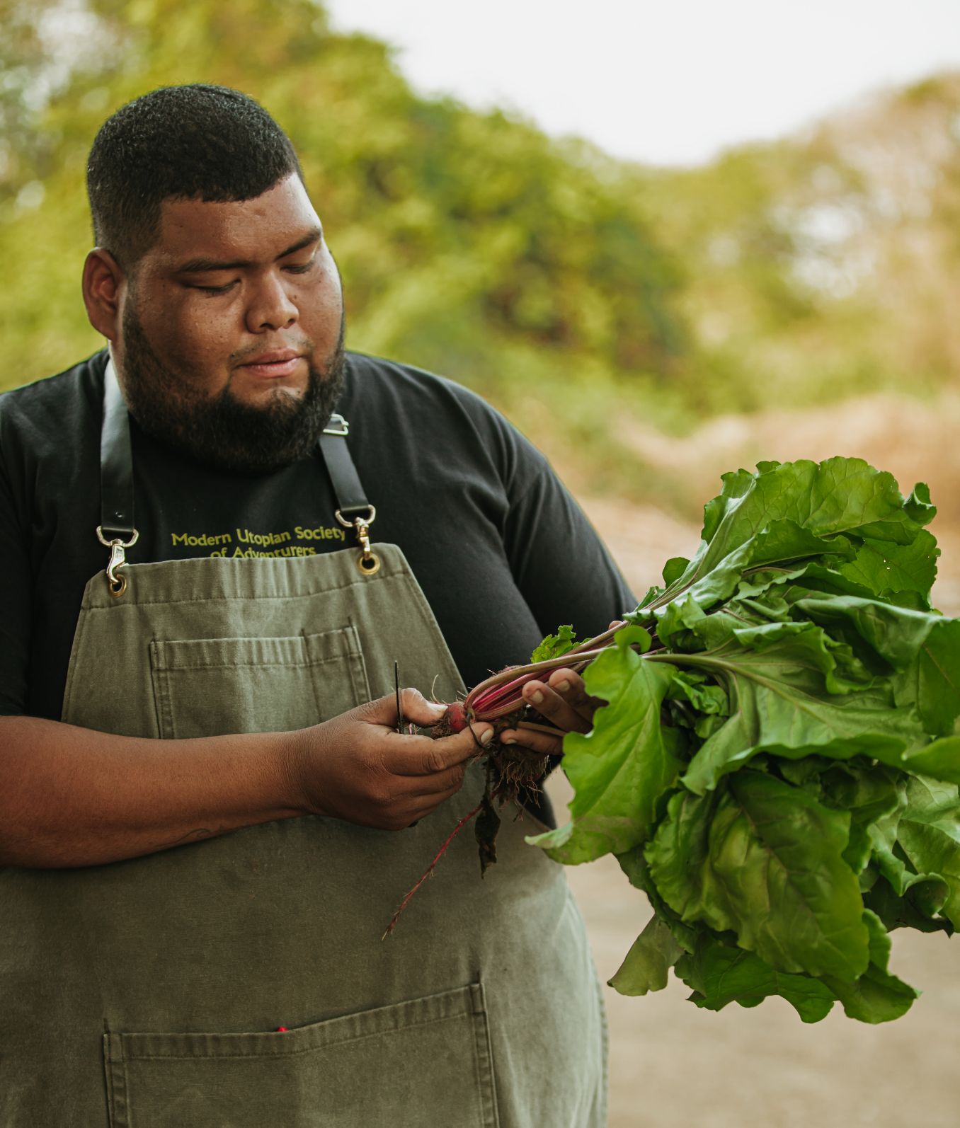 Musa Theme Box 02 Farm To Table 3