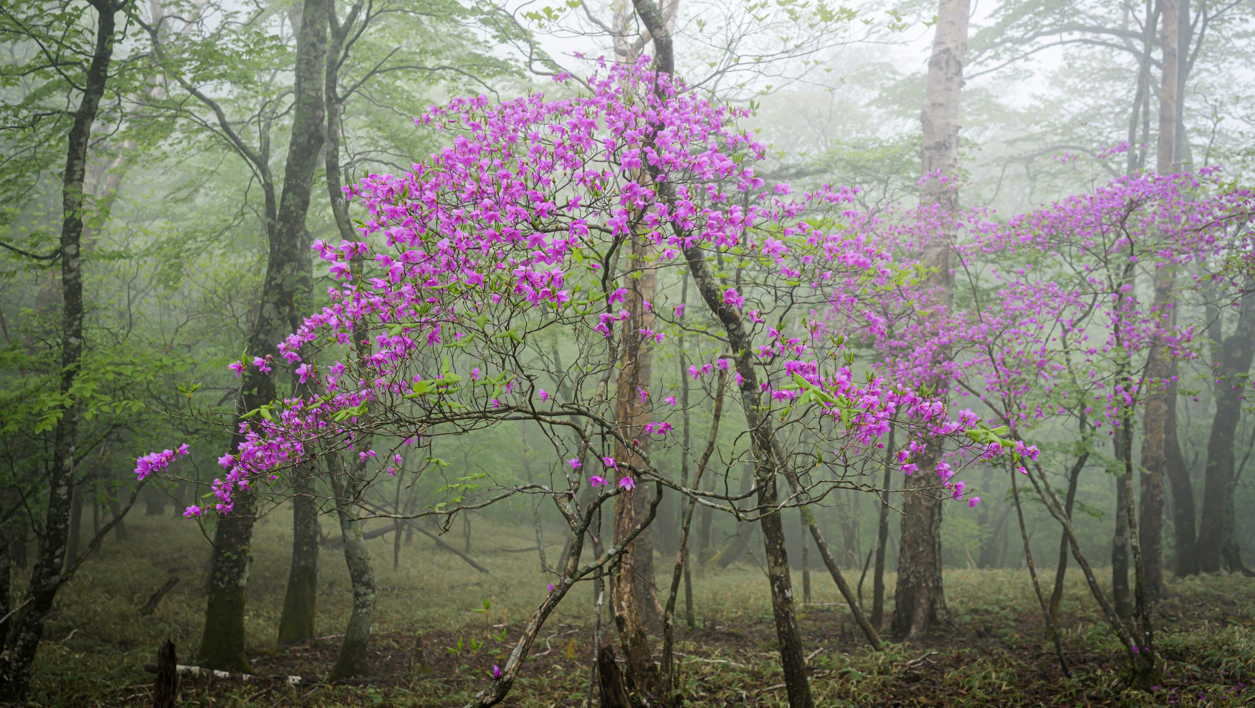 05 DH Flower Hot Spots In Spring South Korea Azaleas