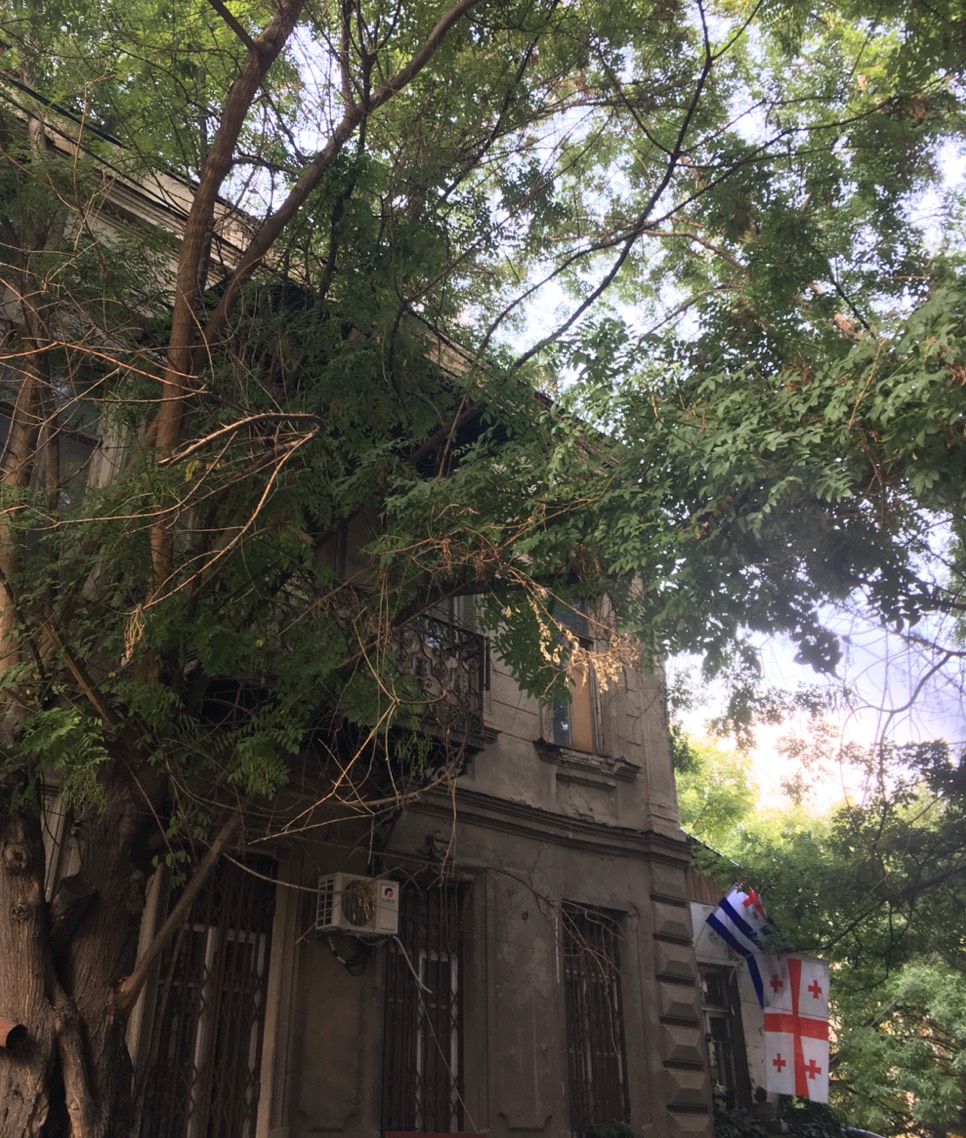 Georgia Tbilisi Wild Trees