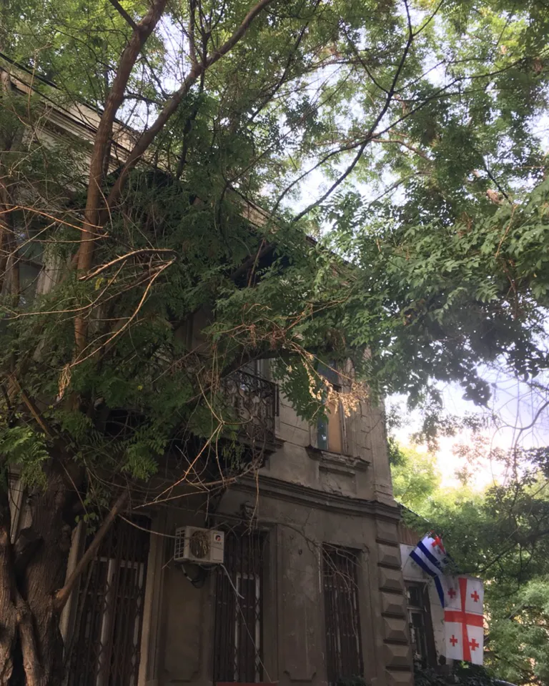 Georgia Tbilisi Wild Trees