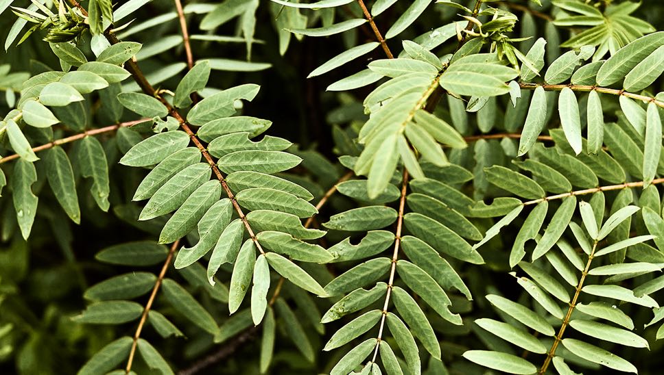 Pachamama's Land Part II 005