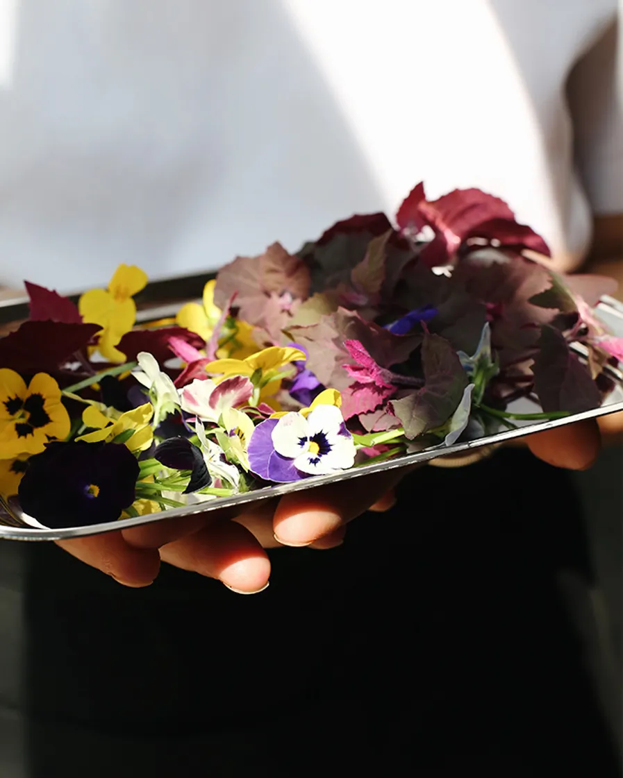 01 Indoor Farming Stamba (1)