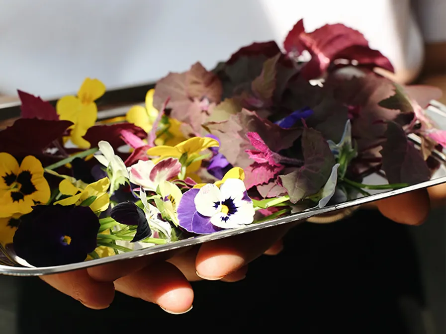 01 Indoor Farming Stamba (1)