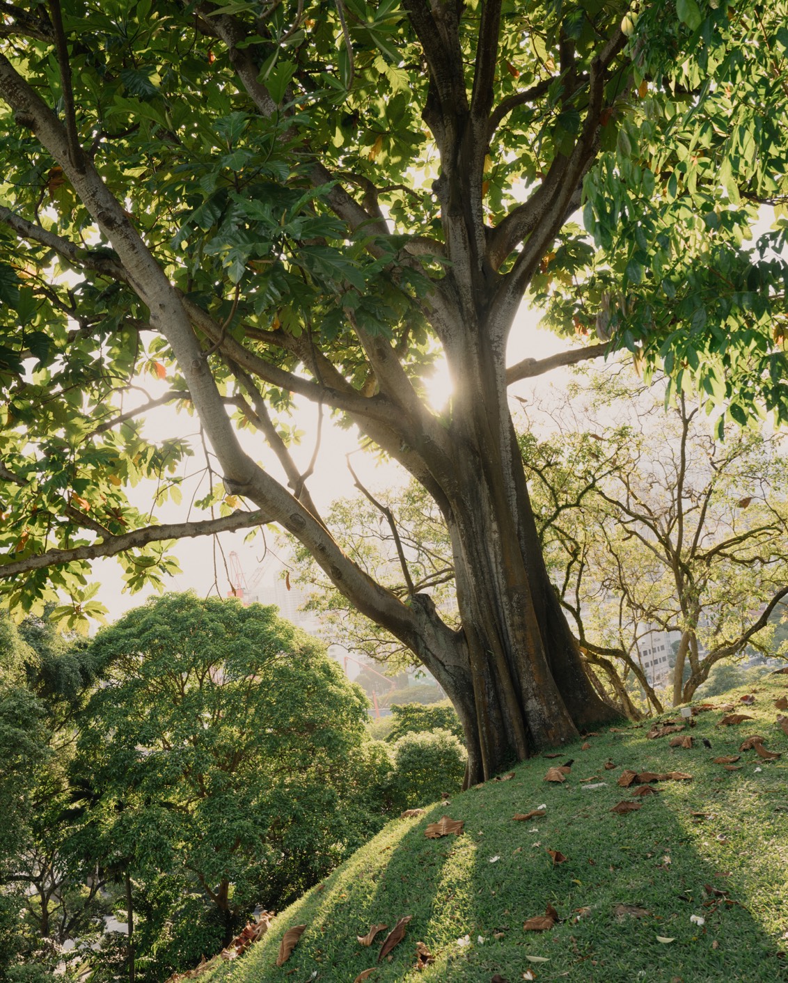 DH Originals Richard Hassell 08 A