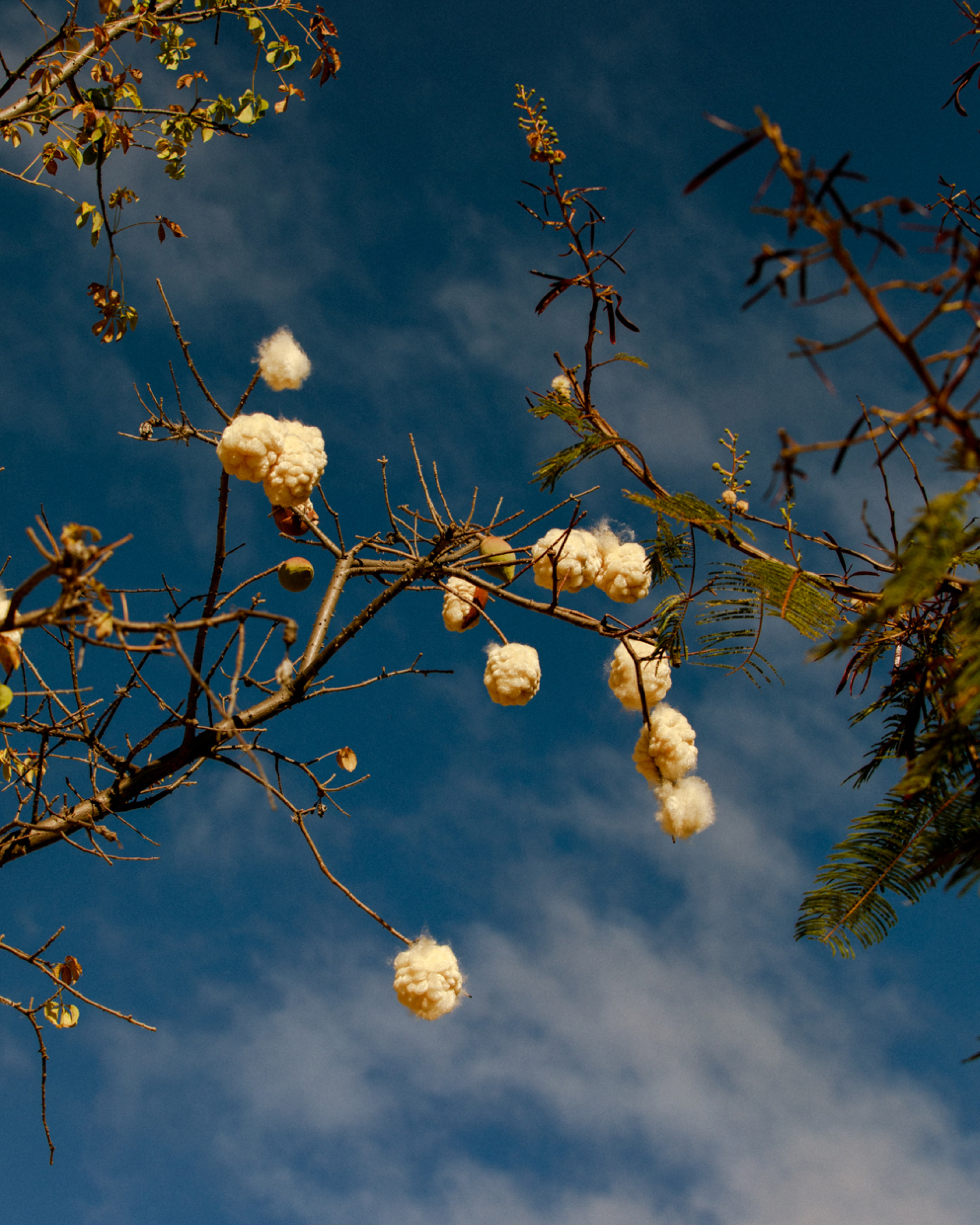 004 Mexico III Oaxaca Cotton