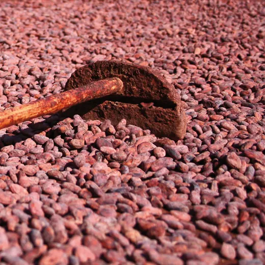 DH Conscious Eye Rabot 01