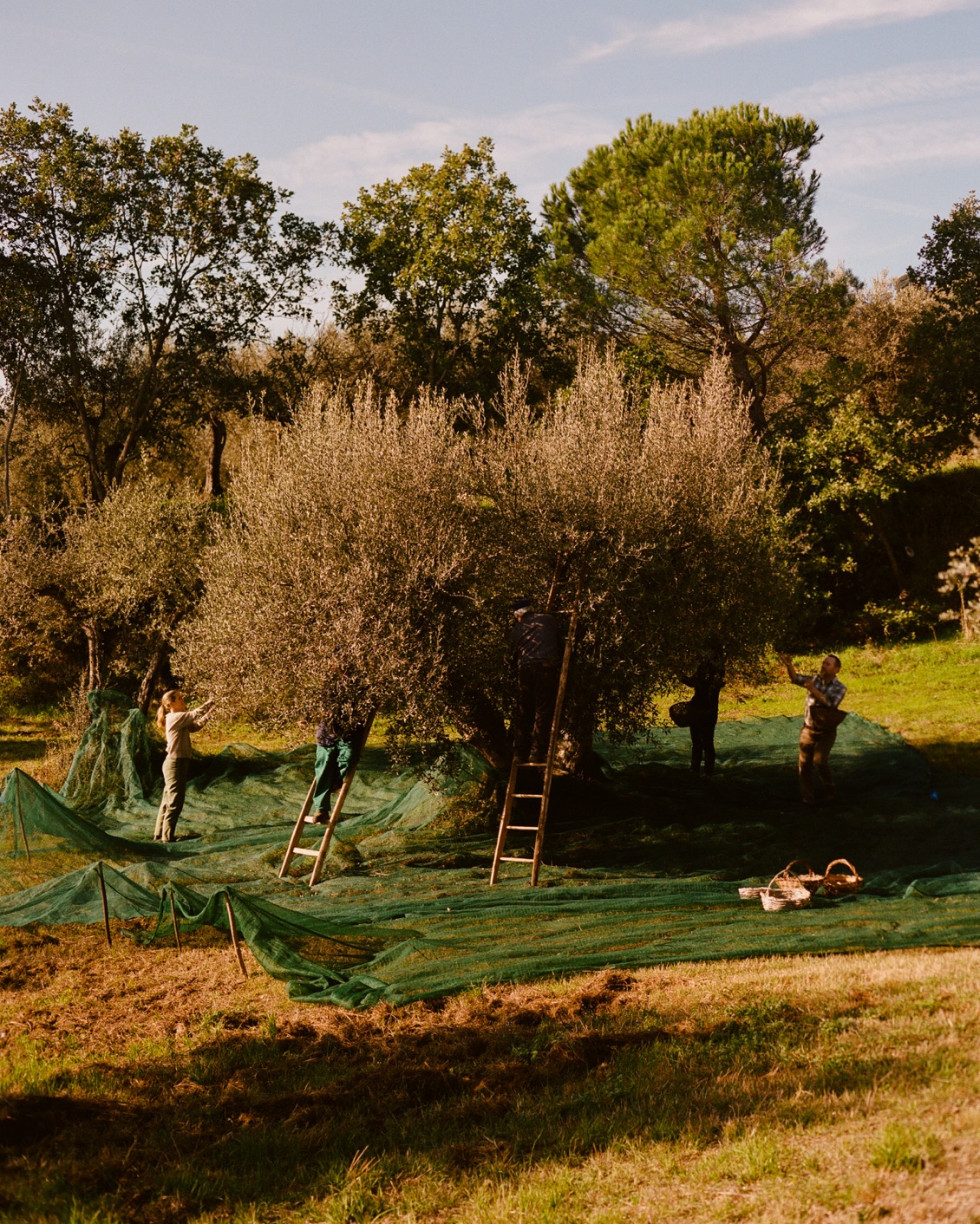 004 MBO Rastrello (1)