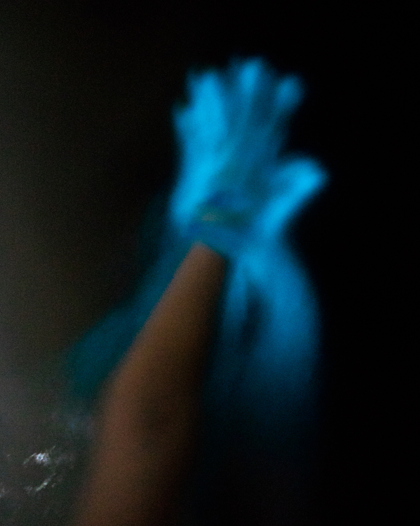 005 Mexico II Plankton