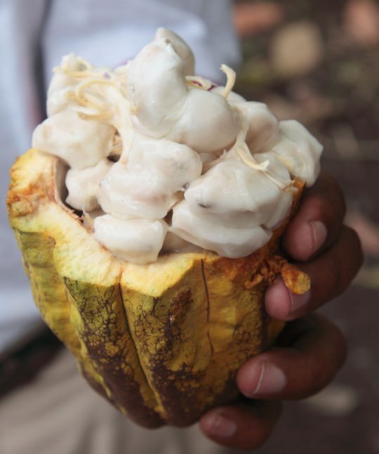 Boucan By Chocolat 02