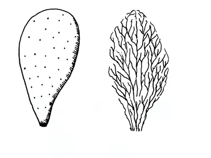 BP My Private Oddyssey 04