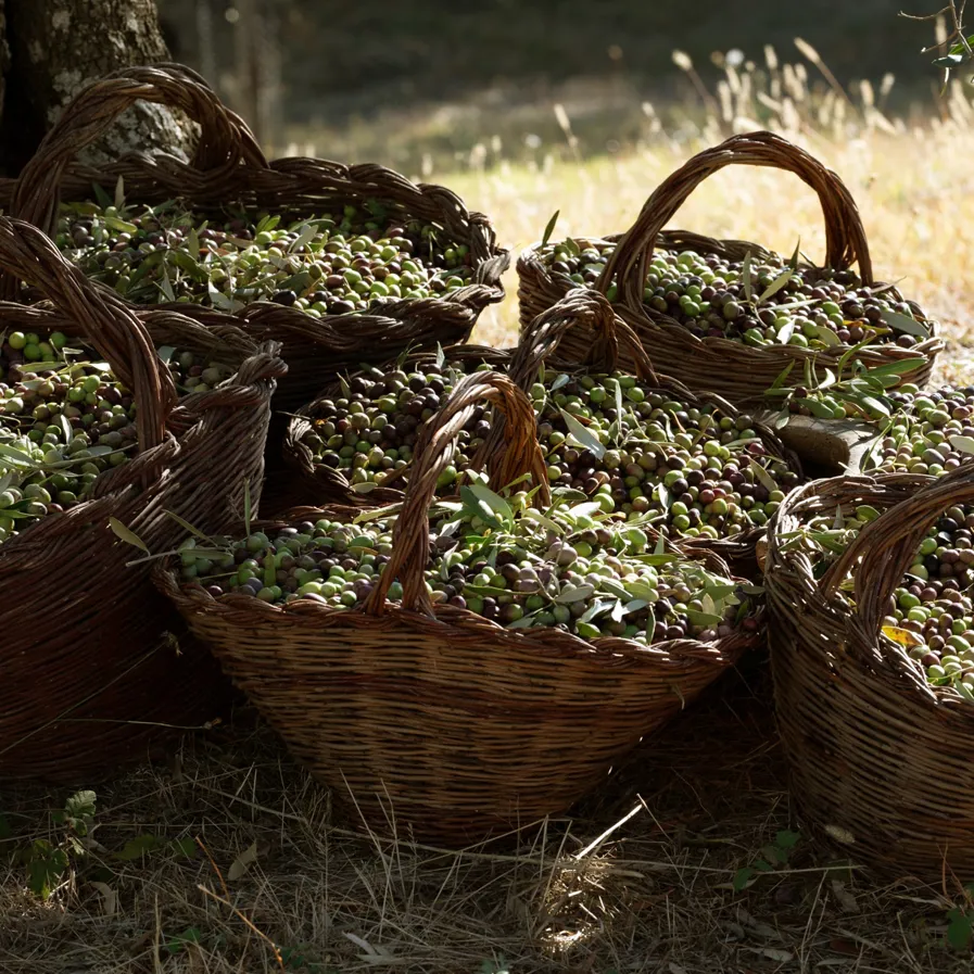 Conscious Eye Rastrello 02 (1)