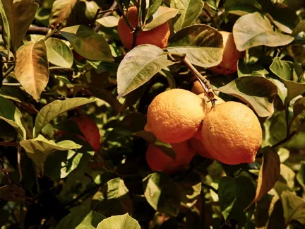 003 Giardino Group Lemon Tree