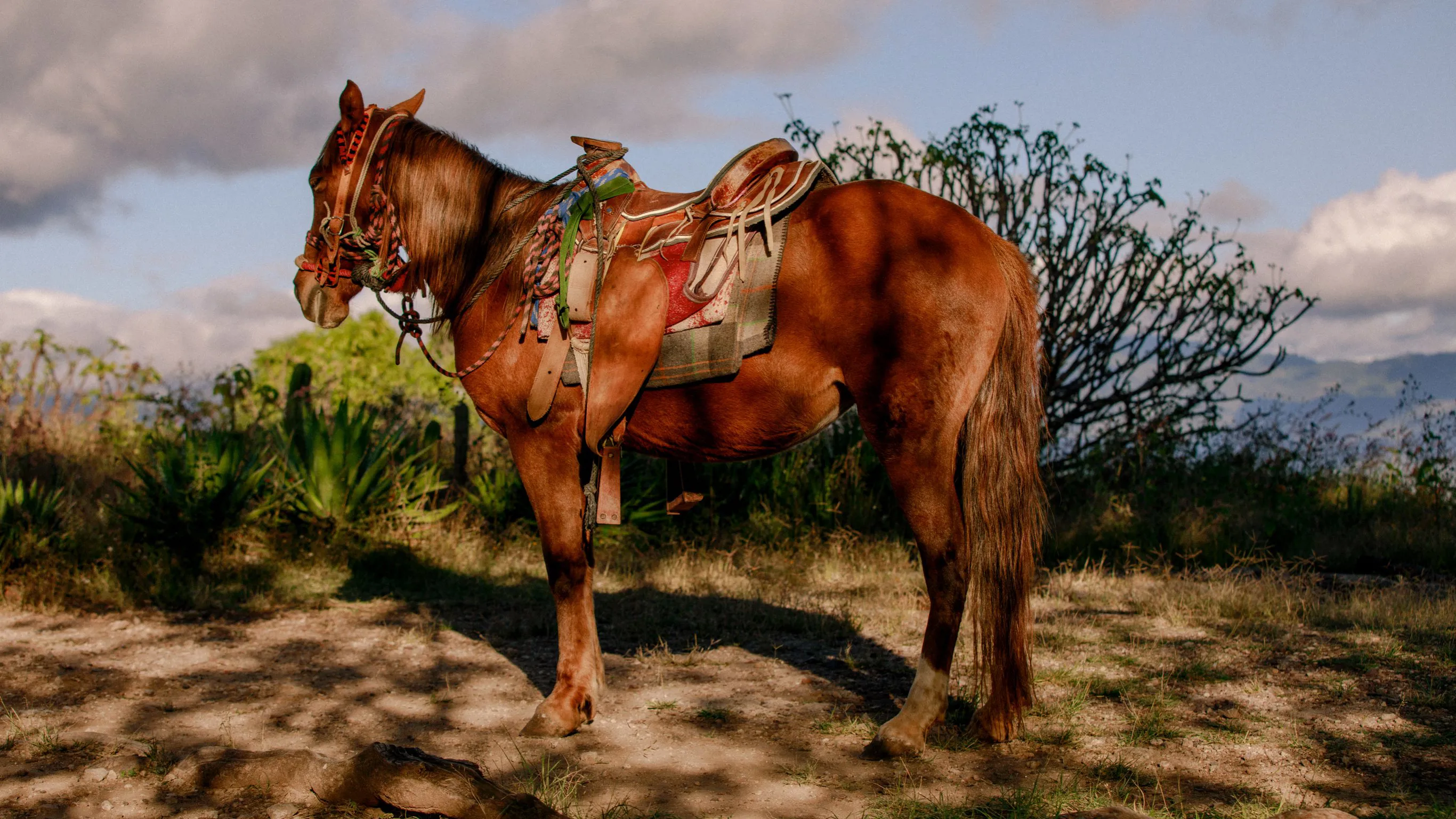 Destination Mexico Horse