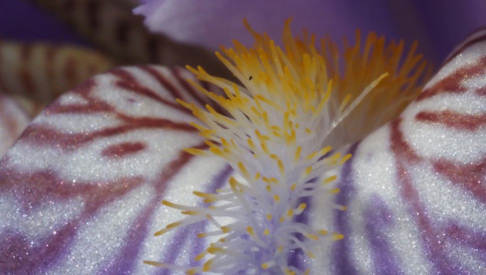 11 DH Flower Hot Spots In Spring Thailand Orchids Detail