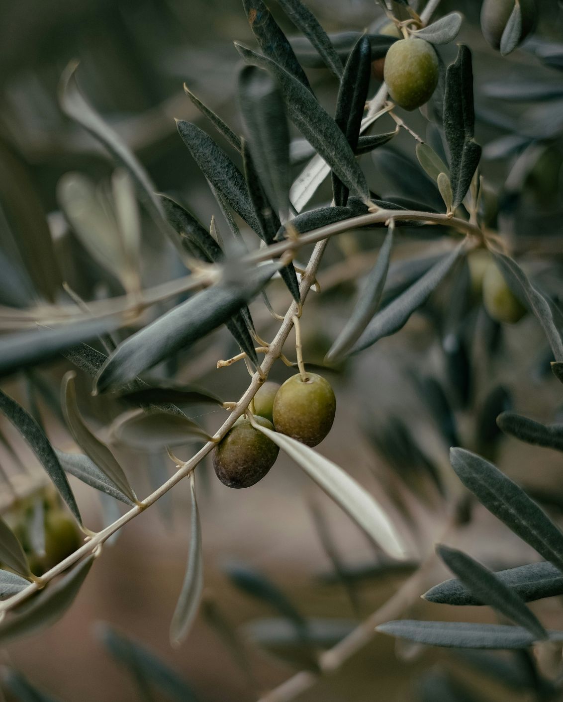 02 Sneak Peak Tella Terra Olives Mood