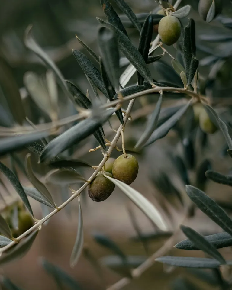 02 Sneak Peak Tella Terra Olives Mood