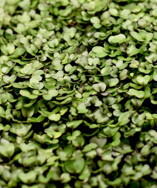 06 Blique By Nobis Indoor Outdoor Farming Cress